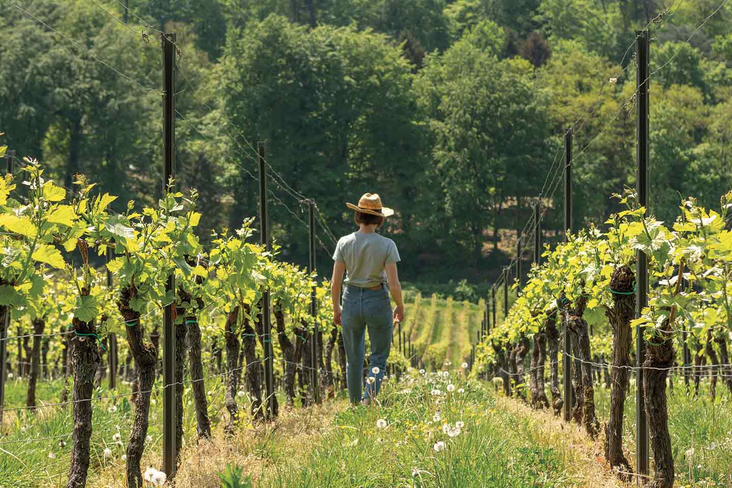 woman walking along the vineyards